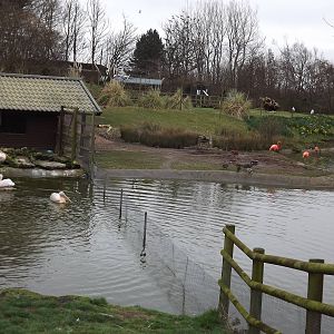 Pelican Lake at Blackpool Zoo 11/03/12