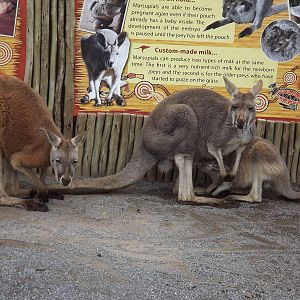 Red Kangaroos at Blackpool Zoo 11/03/12