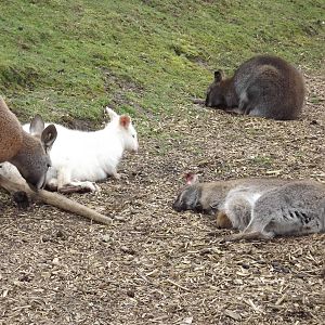 Wallaby walk through at Blackpool Zoo 11/03/12