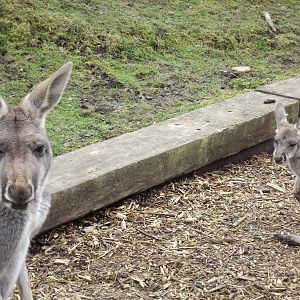 Red Kangaroos at Blackpool Zoo 11/03/12
