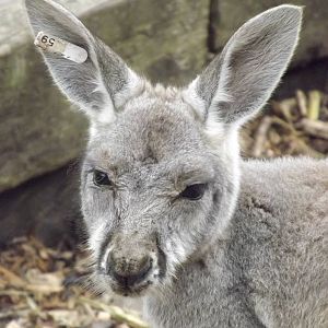 Red Kangaroo at Blackpool Zoo 11/03/12