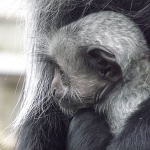 King Colobus at Blackpool Zoo 11/03/12