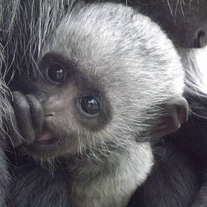 King Colobus at Blackpool Zoo 11/03/12