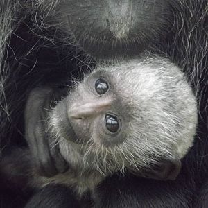 King Colobus at Blackpool Zoo 11/03/12
