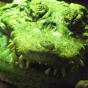 Yacare Caiman at Blackpool Zoo 11/03/12