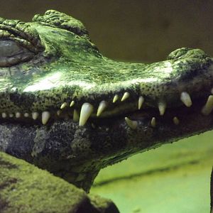 Yacare Caiman at Blackpool Zoo 11/03/12