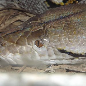Reticulated Python at Blackpool Zoo 11/03/12