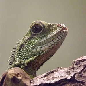 Chinese Water Dragon at Blackpool Zoo 11/03/12
