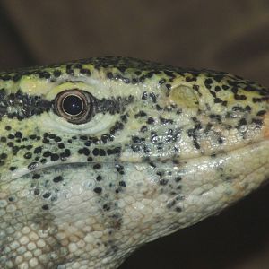 Nile Monitor Lizard at Blackpool Zoo 11/03/12