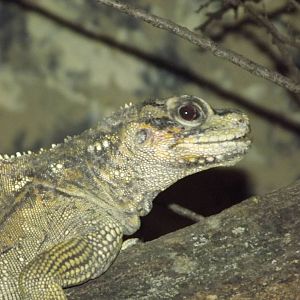 Philippine Sailfin Lizard at Blackpool Zoo 11/03/12
