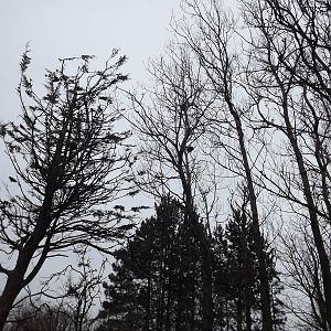 Spot the Porcupine! at Blackpool Zoo 11/03/12