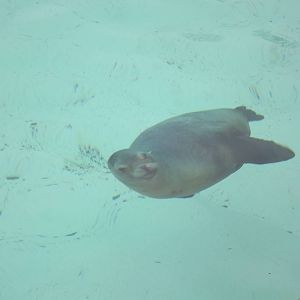 Californian Sea Lion at Blackpool Zoo 11/03/12
