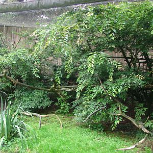 Squirrel monkey exhibit