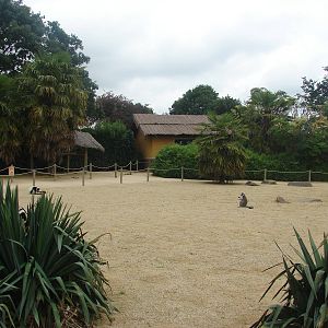 Lemur walkthrough exhibit