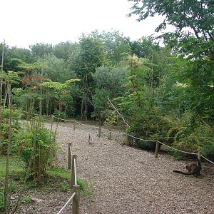 Lemur walkthrough exhibit