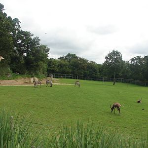 African savanna exhibit