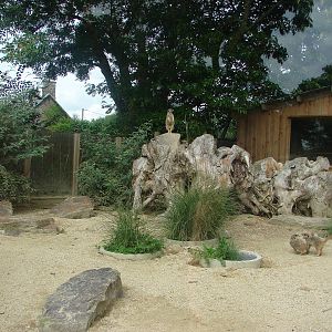Meerkat exhibit