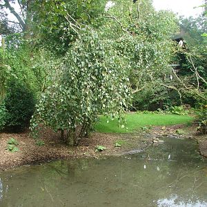 African walkthrough aviary