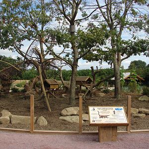 Ring-tailed coati exhibit