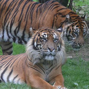 Sumatran tigers (Panthera tigris sumatrae)