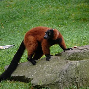 Red ruffed lemur (Varecia rubra)