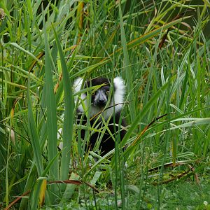 Black and White ruffed Lemur (Varecia varieagata variegata)