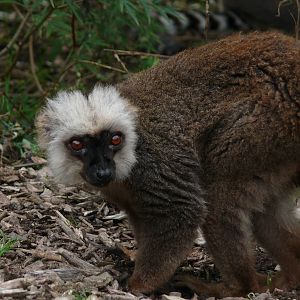 White-fronted brown lemur (Eulemur albifrons)