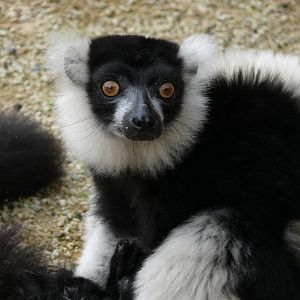 Black and White ruffed Lemur (Varecia varieagata variegata)