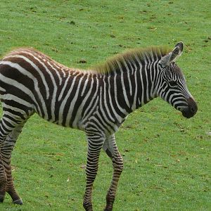 Grant Zebra (Equus quagga boehmi)