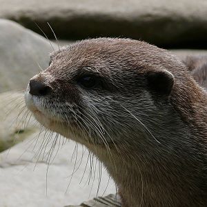 Oriental small-clawed otter (Aonyx cinerea)