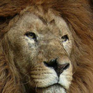 African lion (Panthera leo)