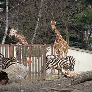 Giraffa camelopardalis/Equus ???