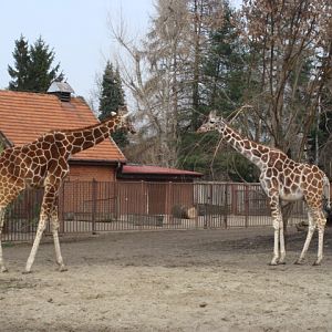 Giraffa camelopardalis