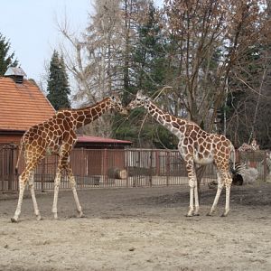 Giraffa camelopardalis