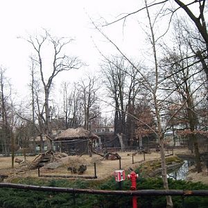 Summer paddock of lemures