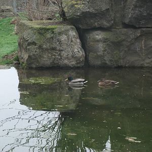 two ducks on the tiger pond