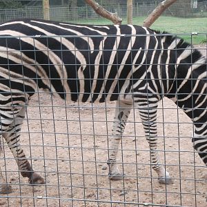 chapmans zebra