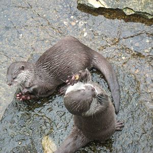 otters