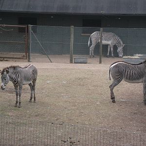 grevys zebra