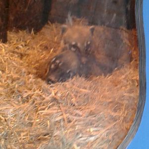 Coatis all snuggled up