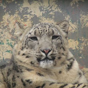 Snow Leoopard