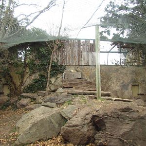 Snow Leopard Exhibit - Lower Level