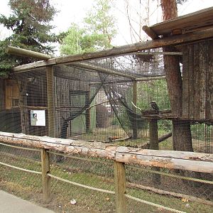 Laughing Kookaburra Exhibit