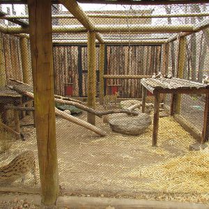 African Plains - Serval Exhibit