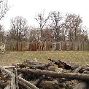African Plains - Reticulated Giraffe Exhibit