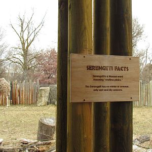 African Plains - Reticulated Giraffe Exhibit