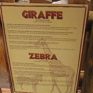 African Plains - Reticulated Giraffe Exhibit