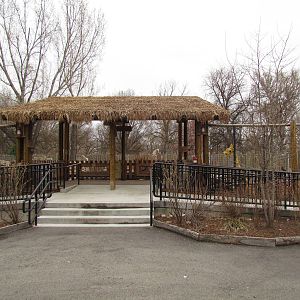 African Plains - Reticulated Giraffe Exhibit