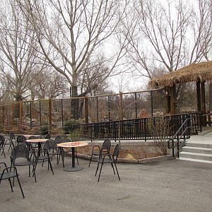 African Plains - Reticulated Giraffe Exhibit