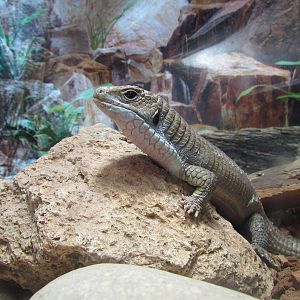 African Plains - Sudan Plated Lizard